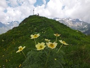 65 Pulsatilla alpina sulfurea per Cima Sasna !